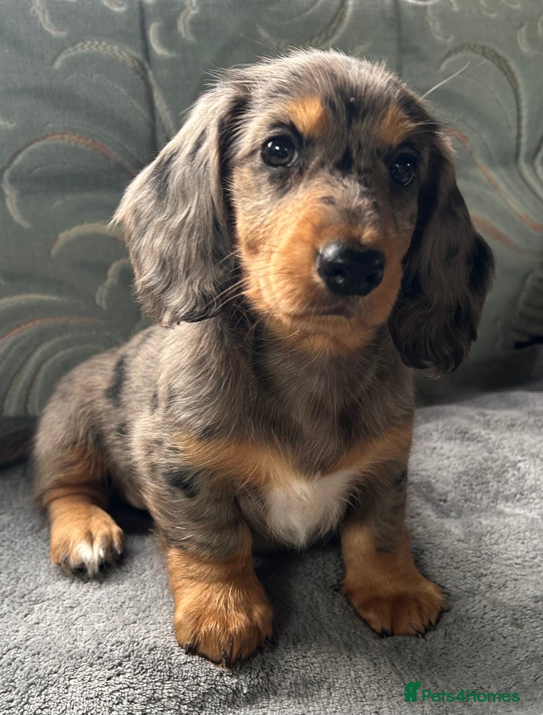 Dachshund dogs for sale: LONG HAIRED  KC REG  DACHSHOUNDS - Image 2