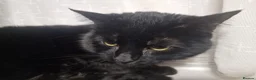 Bombay cats for sale: Male bombay - Advert 2