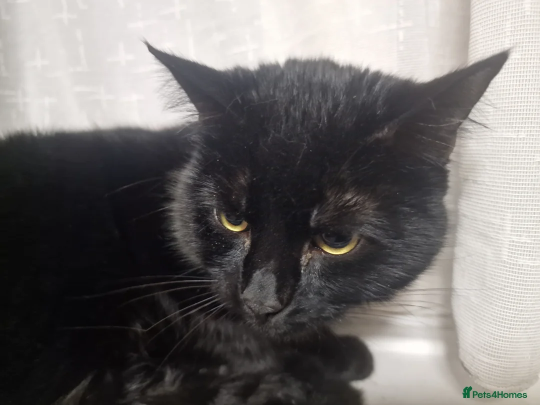 Bombay cats for sale: Male bombay - Advert 2