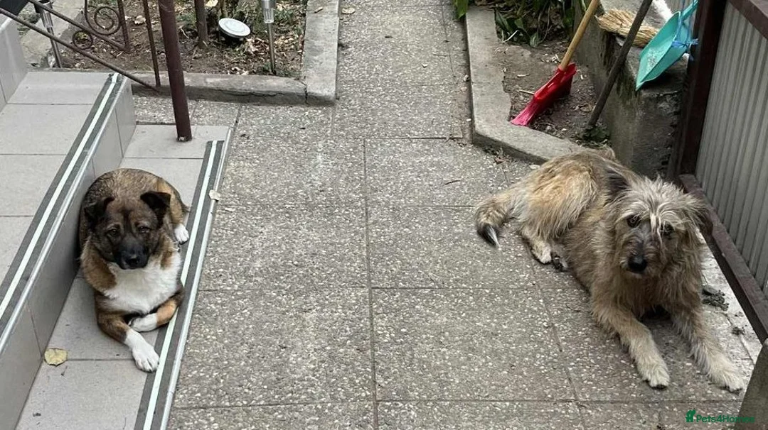 Mixed Breed dogs for adoption: BELLA -  a superb little girl, for a Loving Home - Advert 6