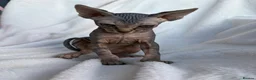 Sphynx cats for sale: Gorgeous stripped Sphynx kittens - Advert 17