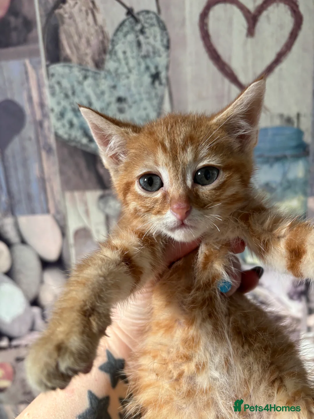 Mixed Breed cats for sale: Exceptional kittens  - Advert 2