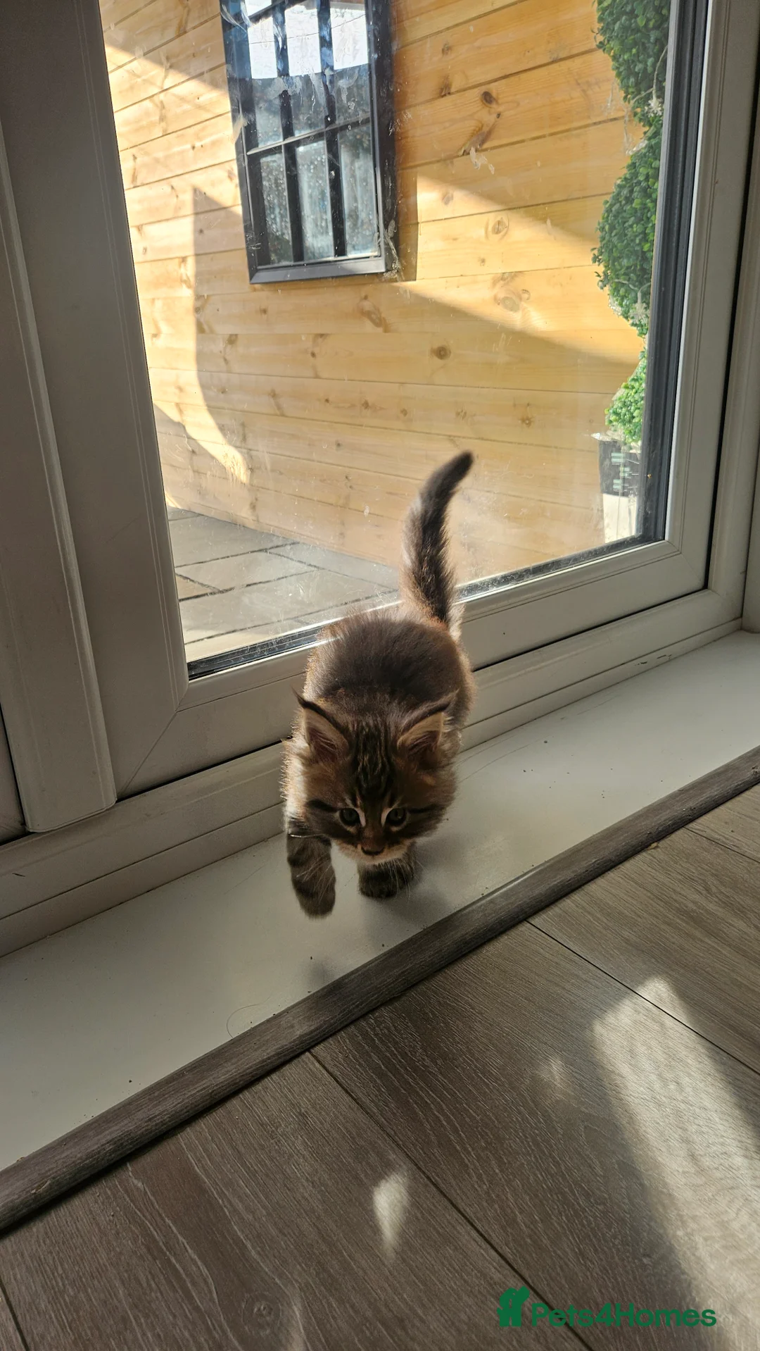 Maine Coon cats for sale: Adorable Main coon kittens - Advert 24