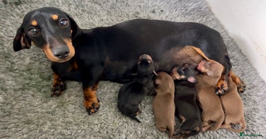 Miniature Dachshund dogs Mini smooth Dachshunds KC Reg & PRA Clear - Advert 4