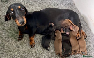 Miniature Dachshund dogs Mini smooth Dachshunds KC Reg & PRA Clear - Advert 7