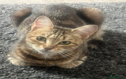 Mixed Breed cats for sale: Handsome boy nearly 9 weeks old ready to go  - Image 6
