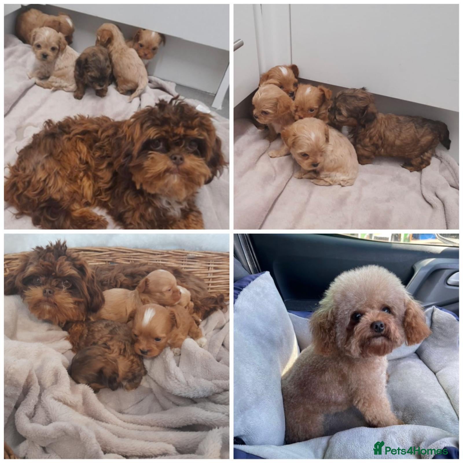 Maltipoo dogs Extensively DNA clear ASIAN maltipoo - Advert 1
