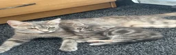 Domestic Shorthair cats for sale: Luna  in Leyland - Advert 5