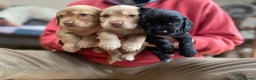 Cocker Spaniel dogs for stud: Outstanding OFTW Red Cocker, FULLY HEALTH TESTED in Bristol - Advert 21