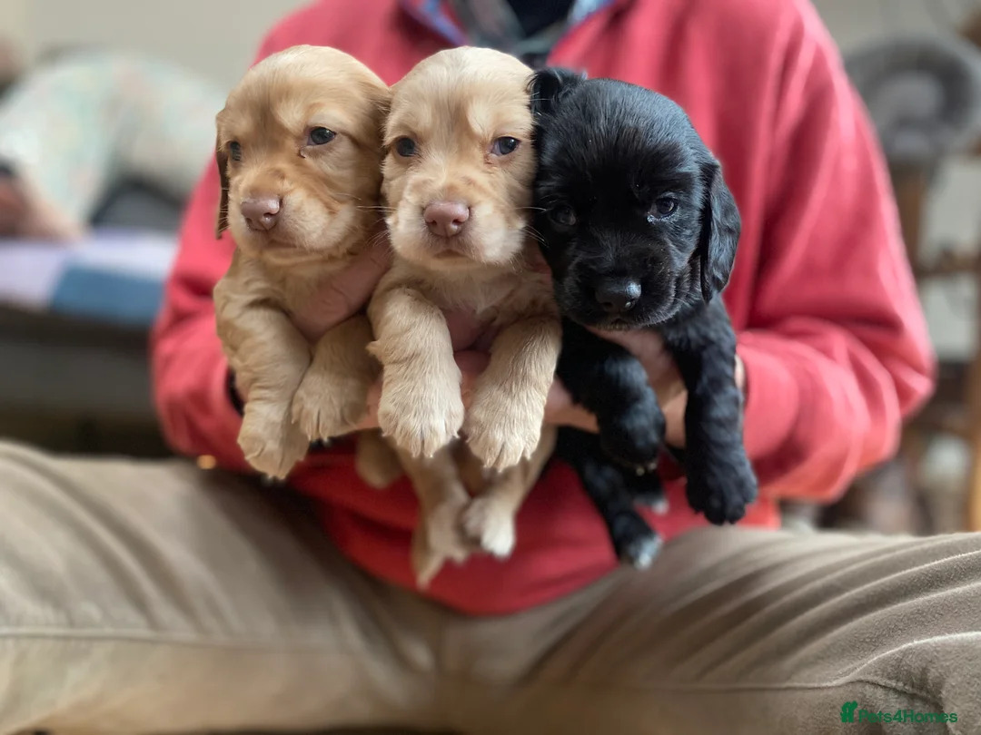 Cocker Spaniel dogs for stud: Outstanding OFTW Red Cocker, FULLY HEALTH TESTED in Bristol - Advert 21