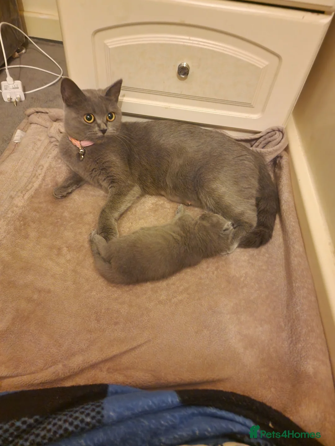British Shorthair cats for sale: British shorthair kittens  - Advert 2