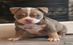 American Bully dogs for sale: Pocket Bullies  - Image 4