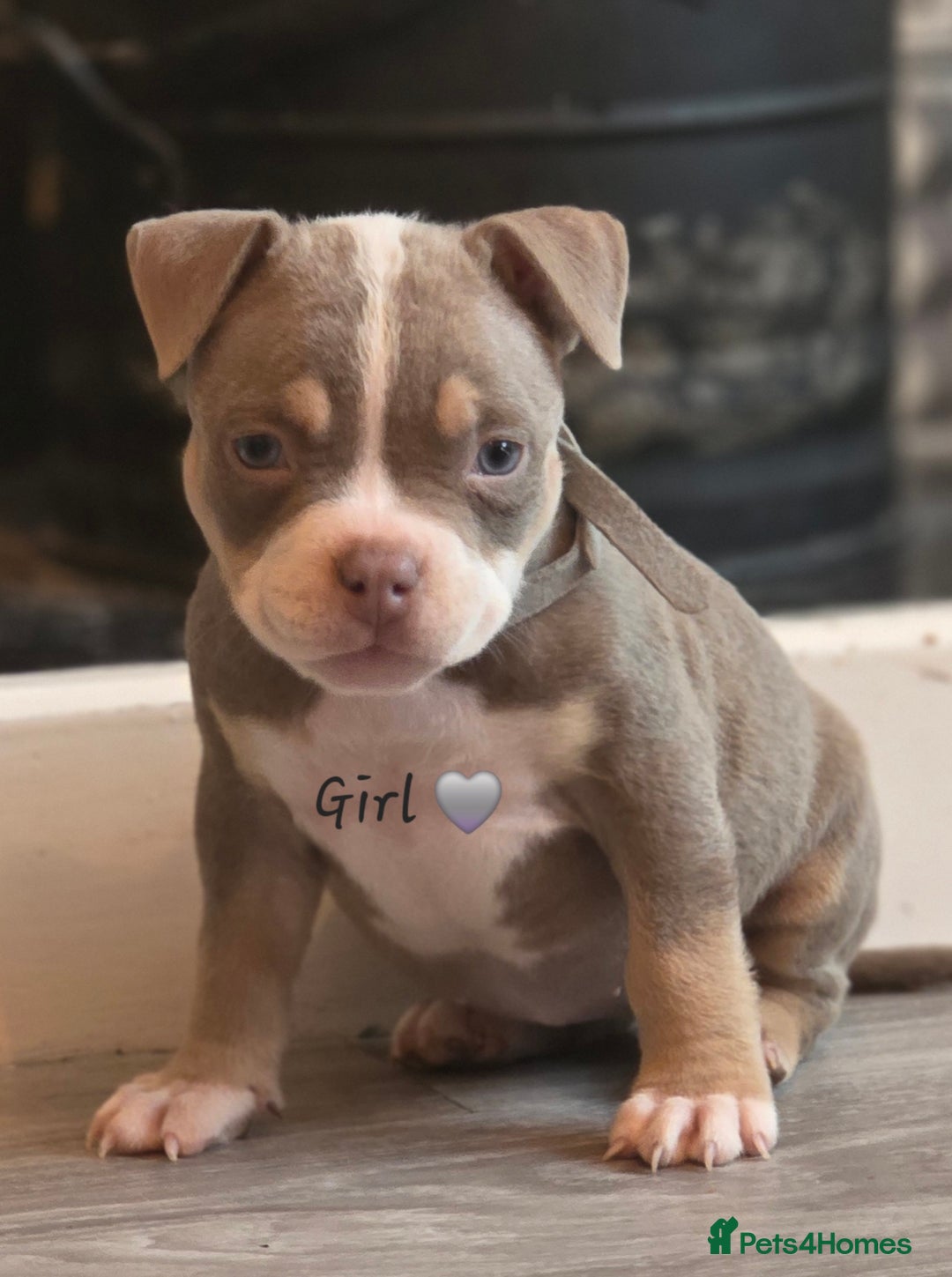 American Bully dogs for sale: Pocket Bullies  - Image 4