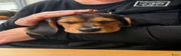 Beagle dogs for sale: male beagle puppy in Hythe - Advert 1