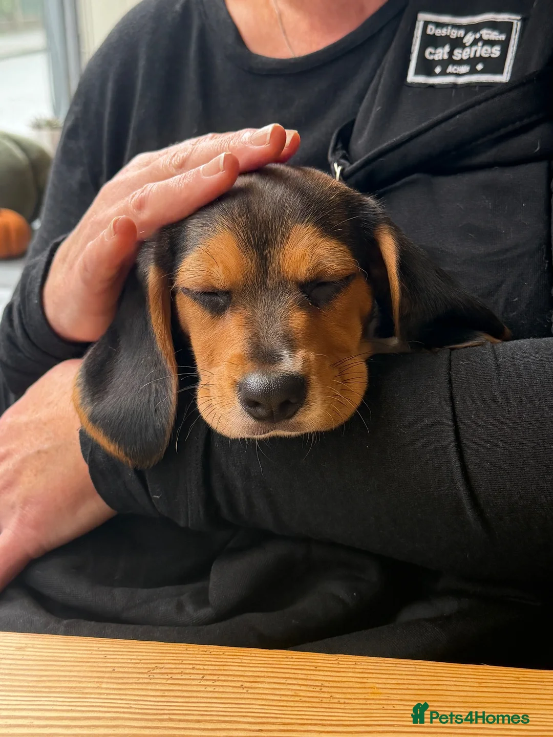 Beagle dogs for sale: male beagle puppy in Hythe - Advert 1