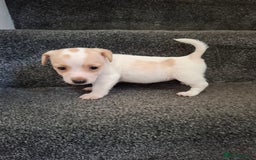 Jack Russell dogs for sale: Jack Russel puppy's  - Image 12
