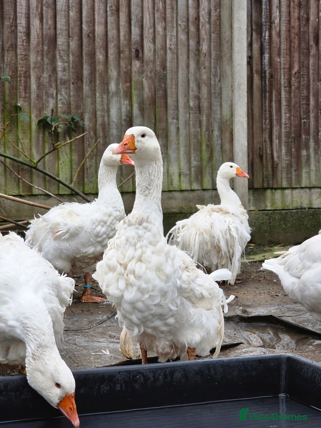 Geese poultry for sale: Sebastopol Ganders - Image 1