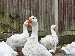 Geese poultry for sale - Advert 4