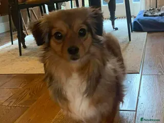 Mixed Breed dogs ANA - FOR ADOPTION - Advert 2