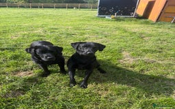 Labrador Retriever dogs for sale: Labrador  - Image 9