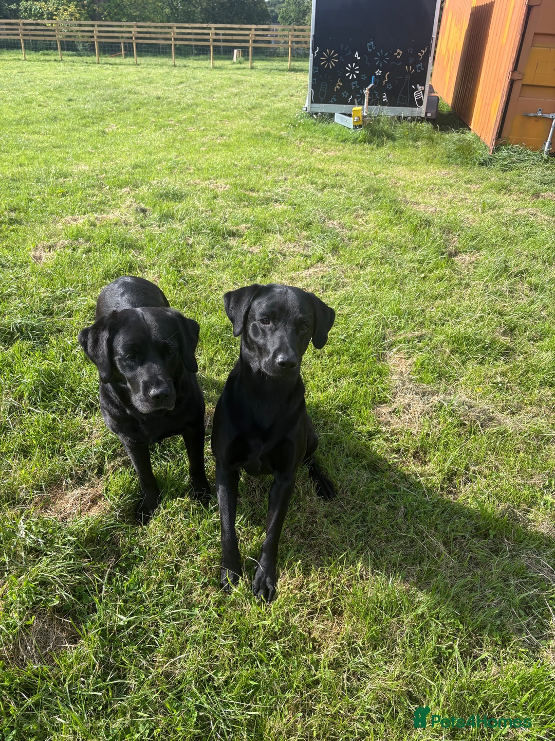 Labrador Retriever dogs for sale: Labrador  - Image 9