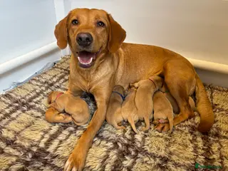 Labrador Retriever dogs Gorgeous KC reg Yellow Labradors - Advert 1