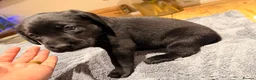 Labrador Retriever dogs for sale: Beautiful litter of Labrador Puppies  - Advert 15