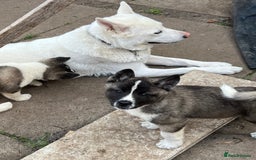 Akita dogs for stud: American Akita for Stud  - Image 13