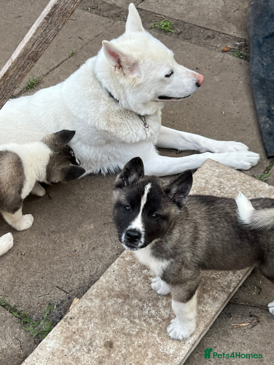 Akita dogs for stud: American Akita for Stud  - Image 13