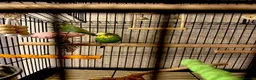 Budgerigars birds for sale: SUPER SILLY TAME BUDGIES FOR SALE WITH CAGE in Solihull - Advert 10