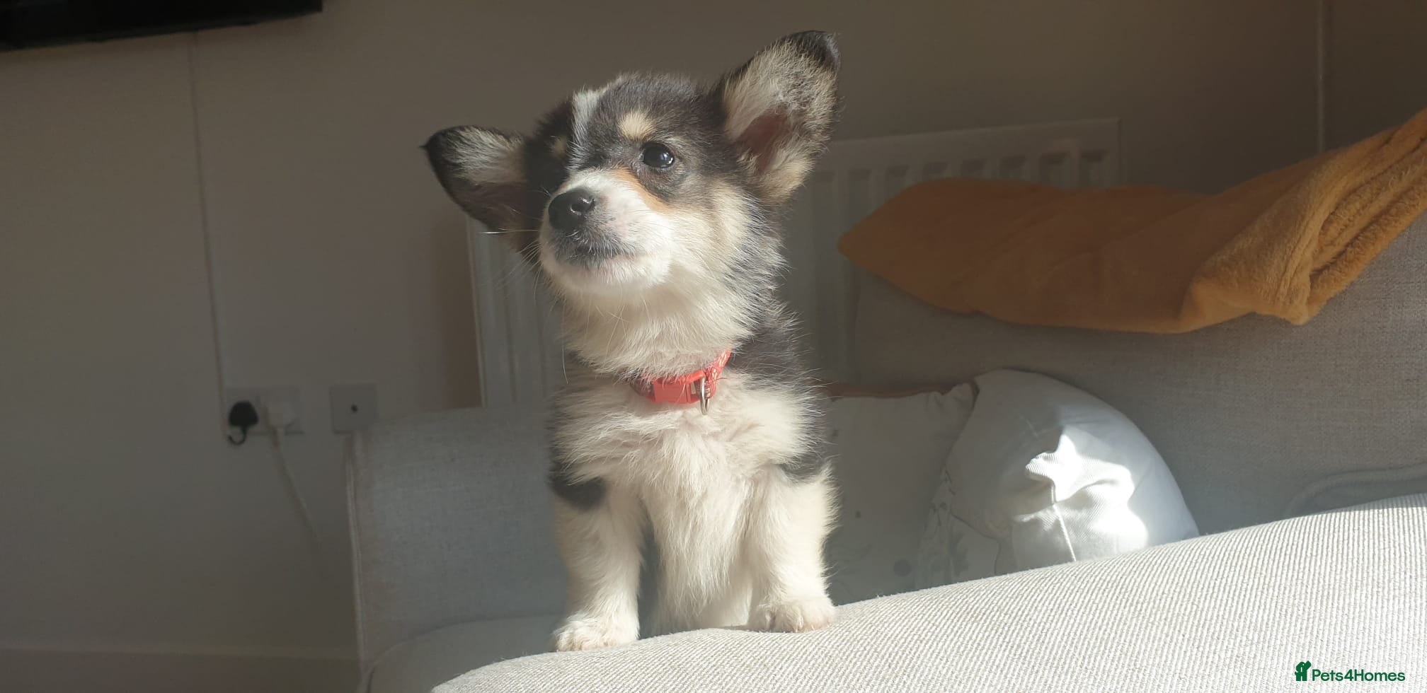 Welsh Corgi Pembroke dogs Ready now Beautiful kc Corgi Puppies - Advert 2