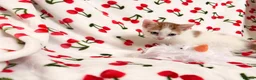 Mixed Breed cats for sale: Adorable Baby Boys Looking for Loving Homes - Advert 3
