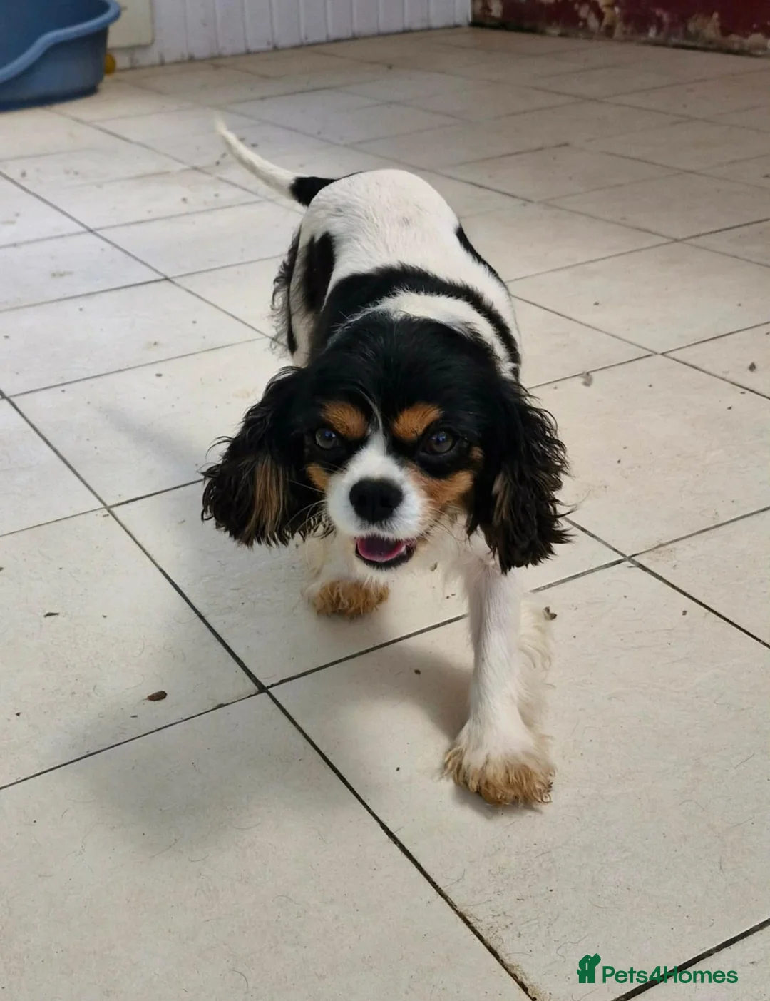 Cavalier King Charles Spaniel dogs for sale: Adorable Male Duo King Charles Cavalier  in Carmarthen - Advert 2