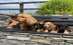 Cocker Spaniel dogs for sale: KC reg & H/Tested Show Cocker Spaniels - Image 19