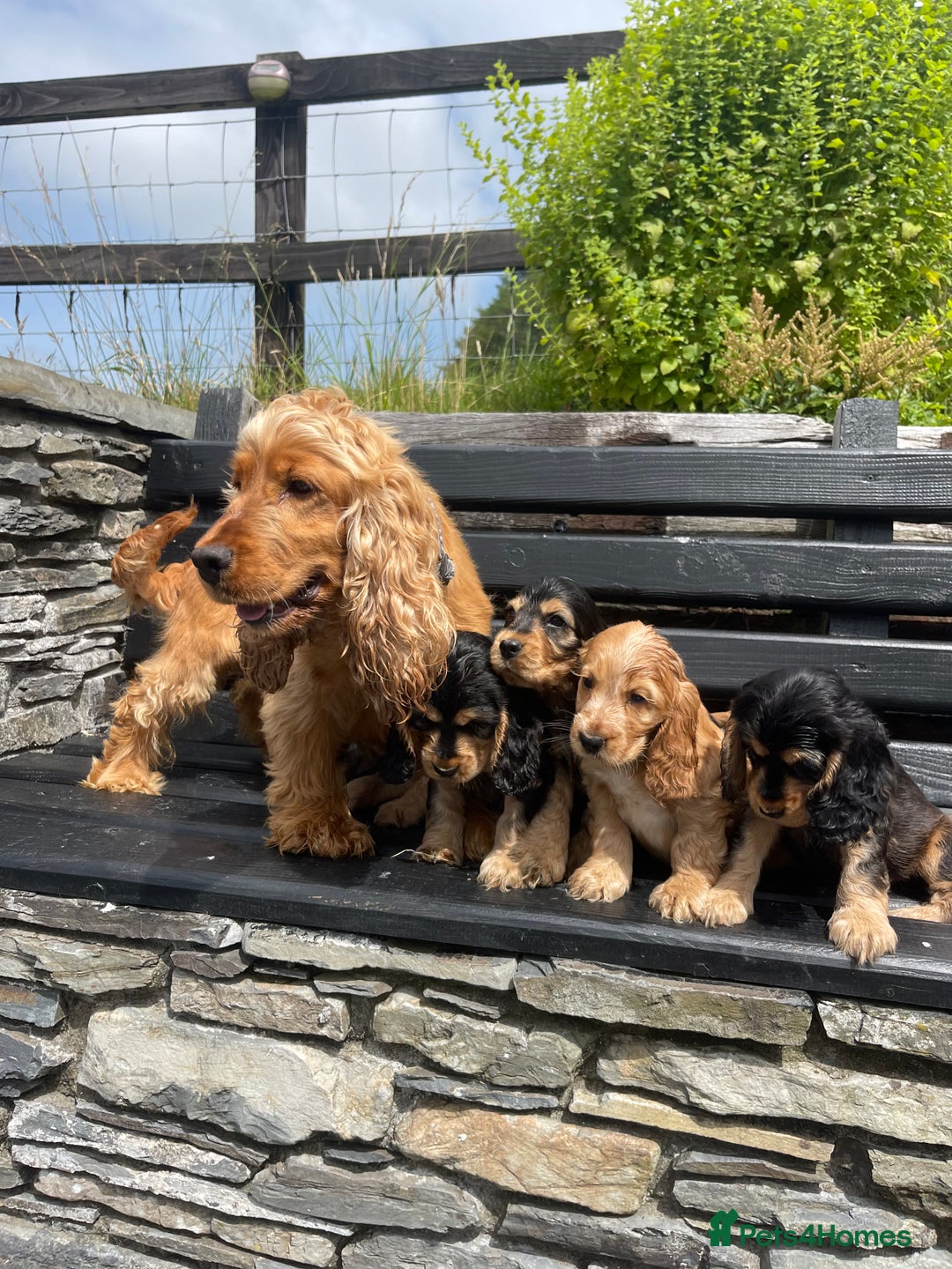 Cocker Spaniel dogs for sale: KC reg & H/Tested Show Cocker Spaniels - Image 19