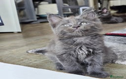 Maine Coon cats for sale: 🔥*Stunning Litter of 8💎Solid Blue Maine Coon*🔥  - Image 20