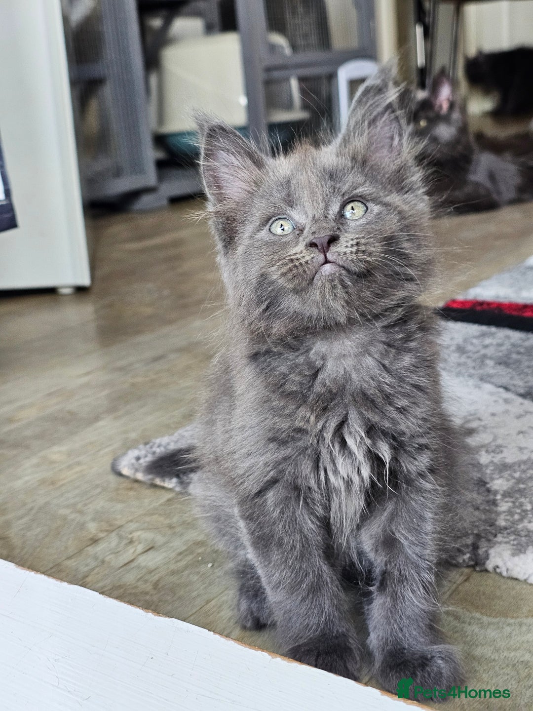 Maine Coon cats for sale: 🔥*Stunning Litter of 8💎Solid Blue Maine Coon*🔥  - Image 20
