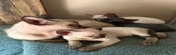 Devon Rex cats for sale: Two mischievous Devon Rex boys  - Advert 29