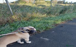 Mixed Breed dogs for sale: meet Hooper - Advert 2