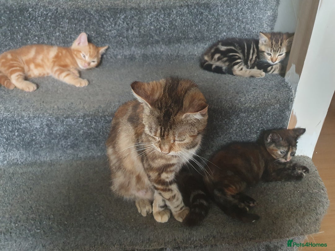 Mixed Breed cats for sale: Playful male kittens - Image 9