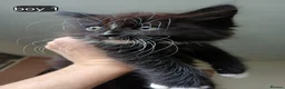 Mixed Breed cats for sale: Long haired kittens  in Swanscombe - Advert 5