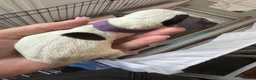 Jack Russell dogs for sale: Jack Russell  - Advert 15