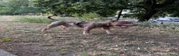 American Bully dogs for sale: Rehome Pablo  - Advert 7