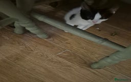 Mixed Breed cats for sale: Kittens for sale - Image 2