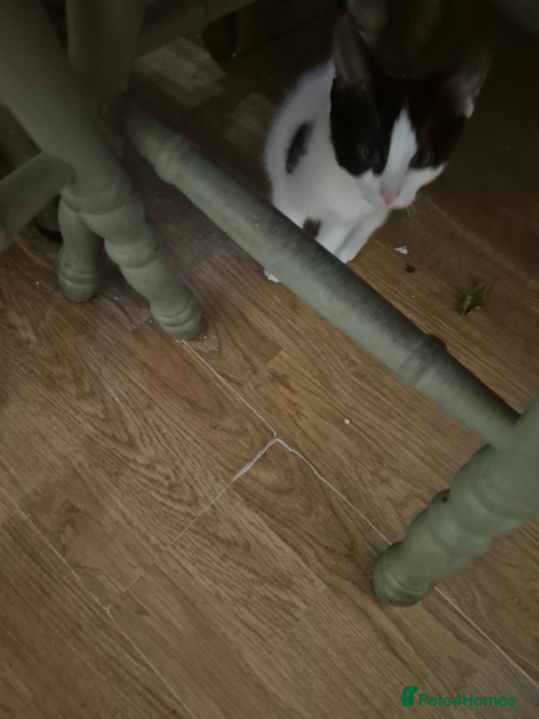 Mixed Breed cats for sale: Kittens for sale - Image 2