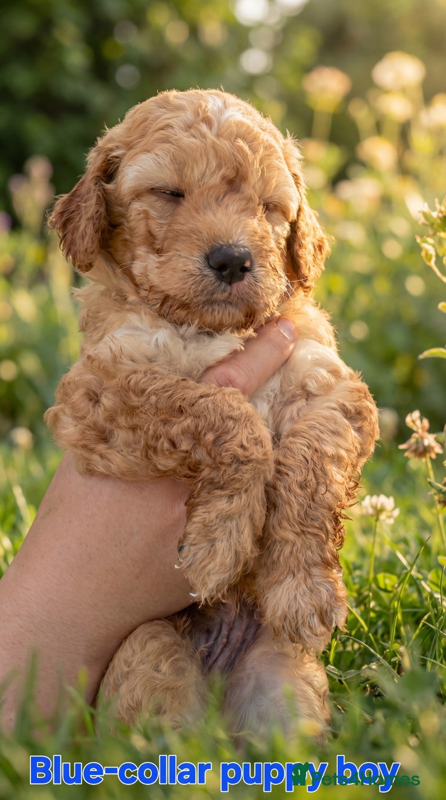 Cockapoo dogs F1B Mini Cockapoo Puppies 2Girls & 4Boys Available - Advert 1