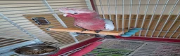 Cockatoo birds for sale: Galah Baby Cockato in Crawley - Advert 1