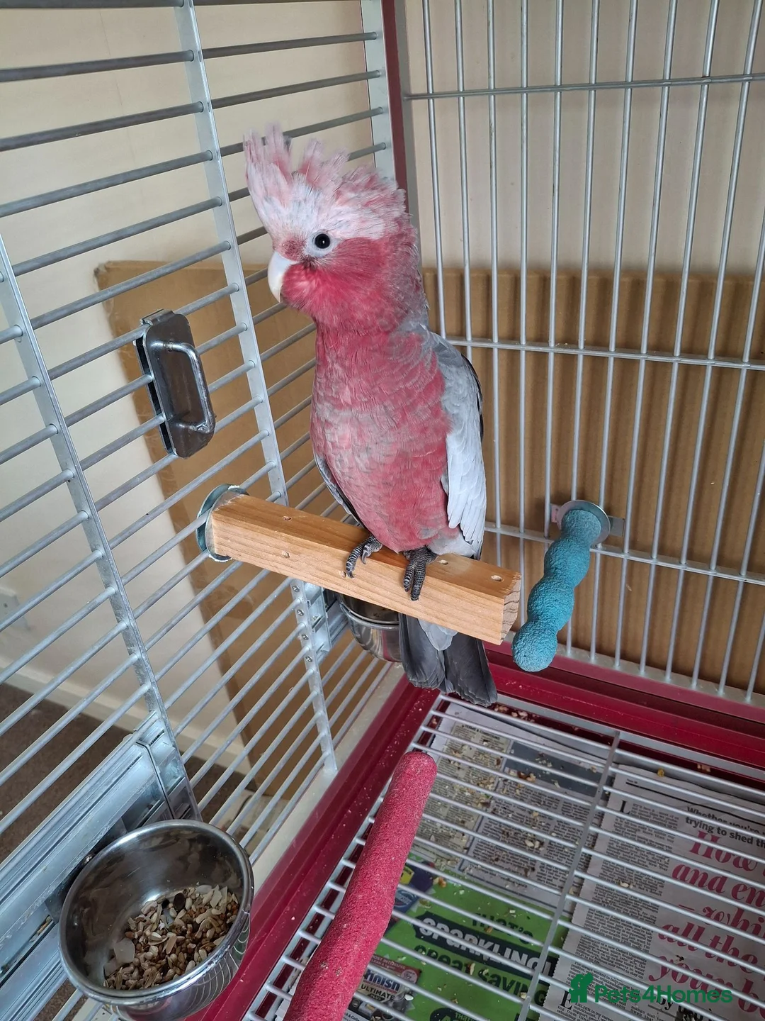 Cockatoo birds for sale: Galah Baby Cockato in Crawley - Advert 1