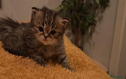 Siberian cats for sale: Siberian GCCFxGolden Chinchilla GCCF - Advert 17