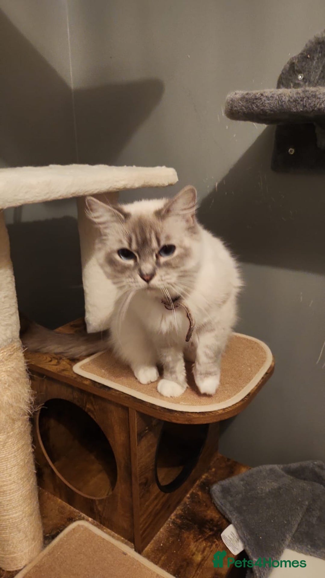 Ragdoll cats for sale: GCCF in Paisley  - Advert 10